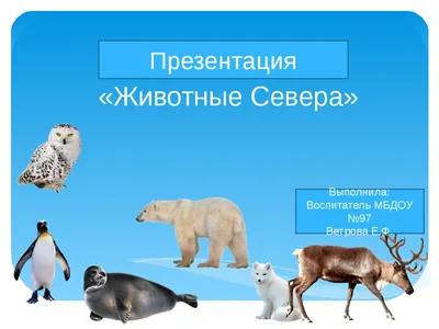 Бесплатные стоковые фото на тему дикая природа, животные, красные панды,  меховой, милый, природа