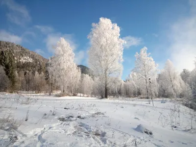 Начало зимы в лесу | photo-kwi.ru