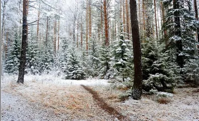 Обои зима (31 фото) - 31 фото