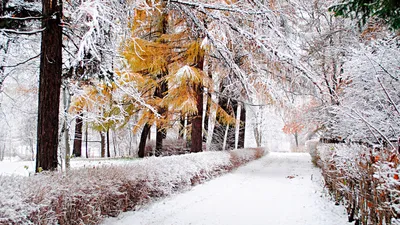 Начало зимы : первый снег , Beginning of winter: the first snow | Beautiful  places, Snow, Outdoor