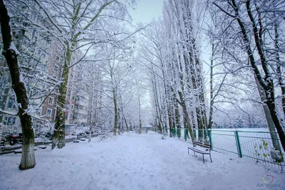 Начало зимы - свежий снег на ветке елки Стоковое Фото - изображение  насчитывающей марш, сосенка: 161279336