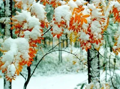 Первый снег природа (58 фото) - 58 фото
