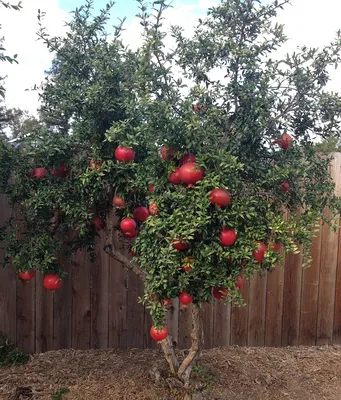 Нар ( Храст ) / Pomegranate 100-120см. - Градински център Heaven Gardens -  Озеленяване Бургас Бургас