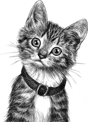 Срисовки про кошек лёгкие и милые (43 шт)