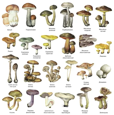 Название грибов и