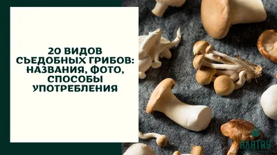 20 видов съедобных грибов: названия, фото, способы употребления - Алатау