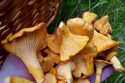 Ядовитые грибы: эти не стоит собирать в лесах России