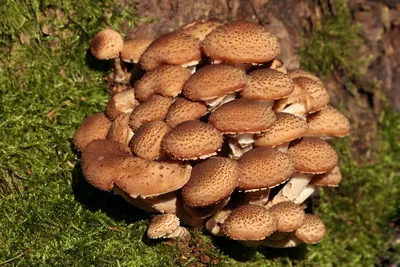 В Югре микологи ежегодно открывают новые виды грибов | ОБЩЕСТВО | АиФ Югра
