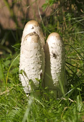 Идентификация грибов | Пикабу