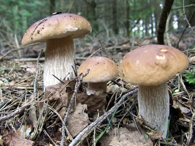 Определение грибов для начинающих – Blog