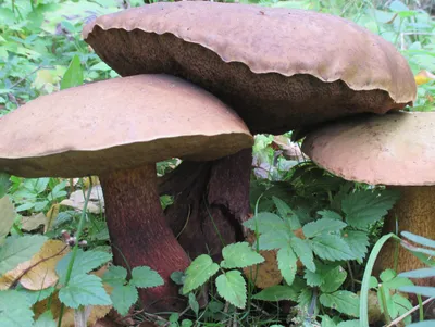 Съедобные виды грибов с коричневой шляпкой и ножкой | Азбука огородника |  Дзен