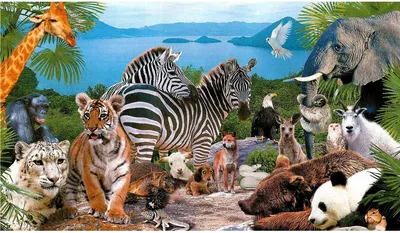 набор зоопарков. игральные карты для детей. зоологическая игра. узнать и  запомнить имена животных. иллюстрации для печати Иллюстрация вектора -  иллюстрации насчитывающей тигр, изучение: 218102818