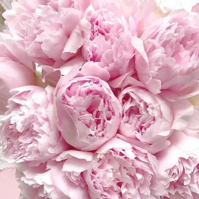 Очень,очень красивые нежно розовые …» — создано в Шедевруме