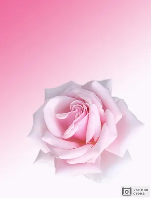 Купить Нежно-розовые розы 101 шт с доставкой по Москве - арт.