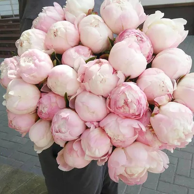 25 нежно-розовых пионов в букете за 28 690 руб. | Бесплатная доставка  цветов по Москве