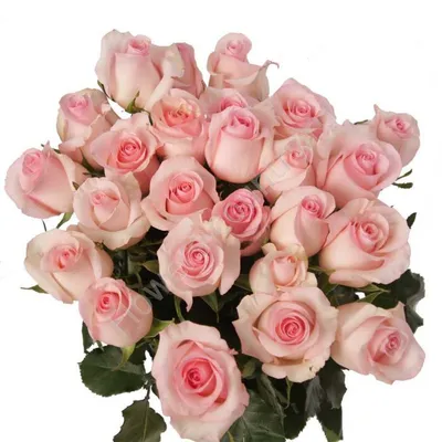 11 нежно-розовых кустовых роз - купить в Москве по цене 4490 р - Magic  Flower