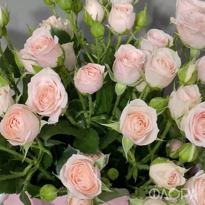 Фотообои Нежные цветы на акварельном фоне Nru95608 купить на заказ в  интернет-магазине
