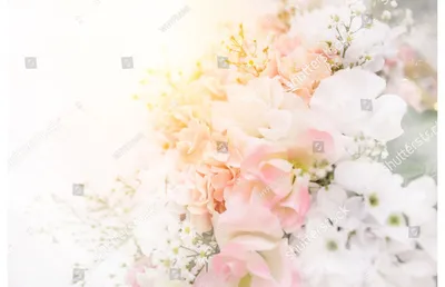 Скачать обои цветы, размытость, весна, розовые, нежные разрешение 1920x1280  #48405