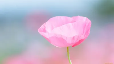 Фото обои 3D 368x254 см Цветы Пастельные нежные розы Винтаж (1625P8)+клей  по цене 1200,00 грн