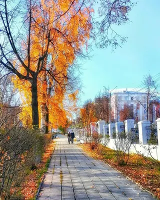 🍂 #осень #осеньзолотая #осенняяприрода #autumnmood #autumn #fall #природа  #nature #november #ноябрь #деревья #trees #beautiful #kyiv… | Instagram