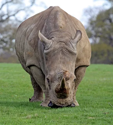 Всемирный день носорога - Праздник