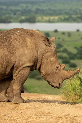 BB.lv: Спасти рядового носорога