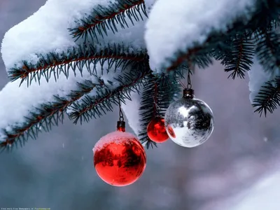 Зима - Christmas Tree Live Wallpaper - обои живые