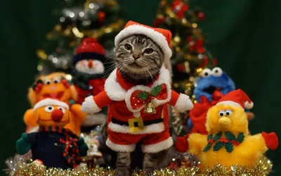 Фотогалерея \"Новогодние котята\" - \"Новогодний котенок с зелеными глазами\" -  Фото котят