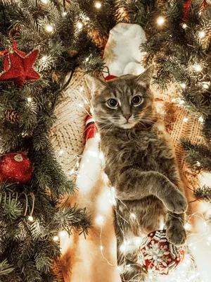 Новогодние фотографии домашних животных; коты рядом с новогодней елкой - 30  декабря 2023 - 59.ру