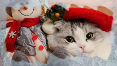Фотогалерея \"Новогодние котята\" - \"Котенок обнимает новогоднюю елочку\" -  Фото котят