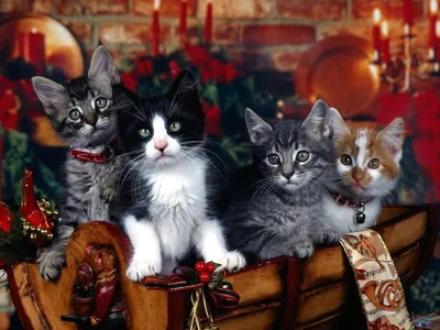 Новогодние котики 1 слайд-шоу / Christmas cats - YouTube
