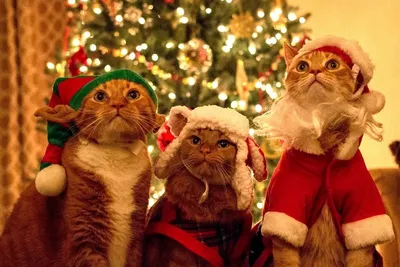Новогодний котик мем | Рождественские картины, Новогодние записки,  Стикер-арт