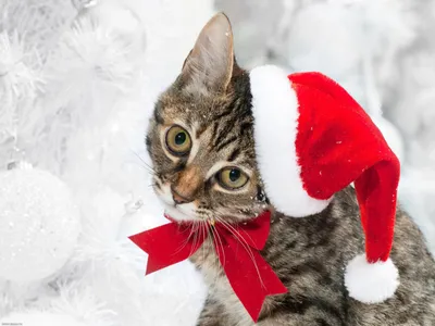 милый рождественский кот. Рождественские и новогодние праздники Стоковое  Фото - изображение насчитывающей молодо, зима: 232549782