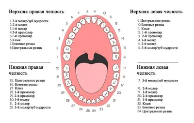 Нумерация зубов в стоматологии - Стоматология на Кловской - Киев | Зубы,  Стоматология, Зуб мудрости