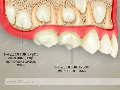 Нумерация зубов в стоматологии. Сегменты челюсти.