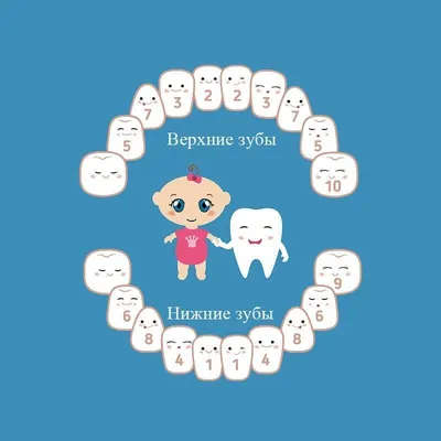 Нумерация зубов у человека - сколько зубов у взрослого человека