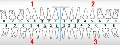 Нумерация зубов в стоматологии | Стоматология ЭверестДент | Дзен