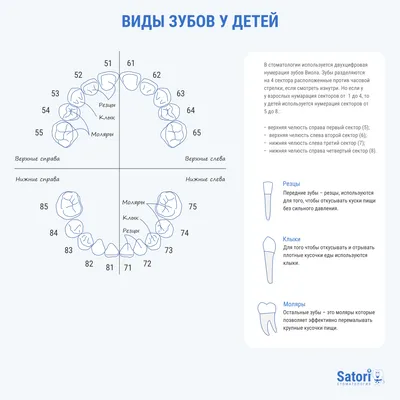 Стоматология МедиДент - Нумерация зубов в стоматологии используется врачами  для удобства диагностики и заполнения зубной карты. Каждому из зубов  присваивается двузначное число по следующему принципу: все человеческие зубы  делят на четыре сектора,