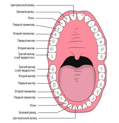 Как определить зуб | Нумерация зубов