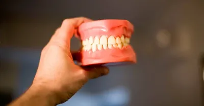 Все названия зубов у человека в стоматологии – Стоматология «АльфаДент» в  Оренбурге