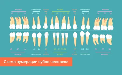 Как считать в стоматологии зубы по номерам — стоматологическая клиника  Эталон Ростов