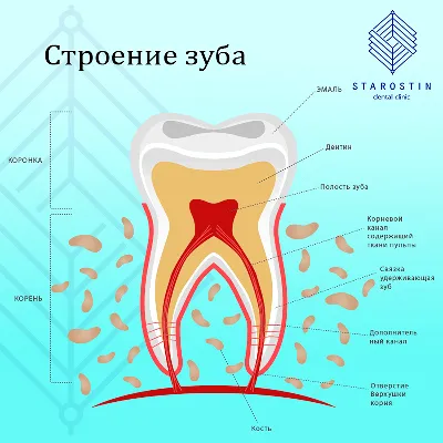Нумерация зубов в стоматологии порядок зубов, схема