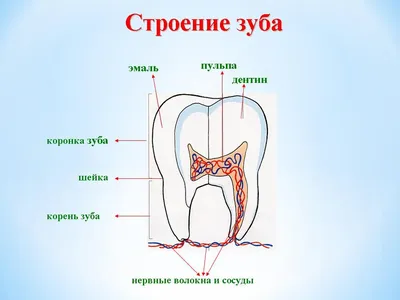 Зубы - сколько зубов у человека? Номера зубов в стоматологии |  Mednavigator.ru | Дзен