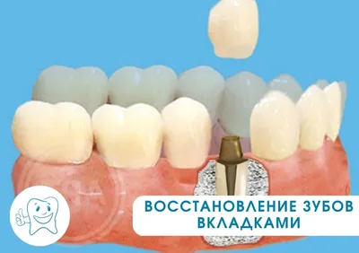 Строение зубов человека – полезные статьи и советы на Харьков Дентал