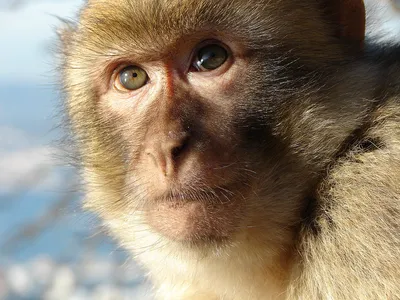 Гид по истории «Планеты обезьян» за 50 лет - Афиша Daily