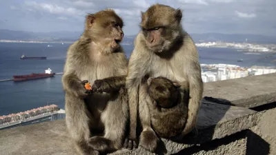 В Китае туристическая фирма нанимает на работу \"короля обезьян\" -  Российская газета