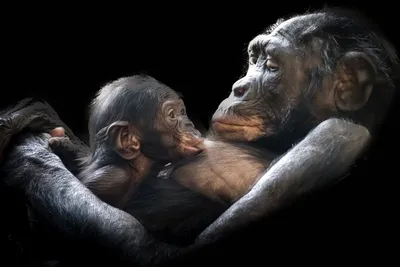 Наша внутренняя обезьяна: Двойственная природа человека — купить книгу  Франса Де Вааля на сайте alpinabook.ru