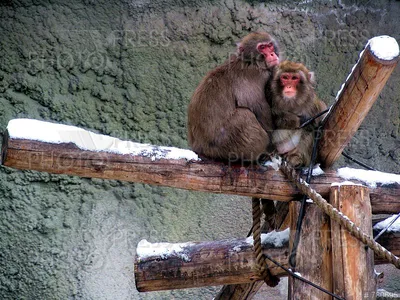 Обезьянки все серии подряд (Оbezyanki) The Monkeys 🐒 Золотая коллекция  Soyuzmulfilm - YouTube