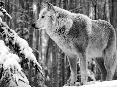 Очень красивые картинки волка и волчицы - подборка изображений