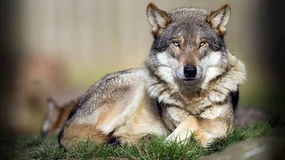 Самые красивые волки в мире: топ-10 необычных и редких видов
